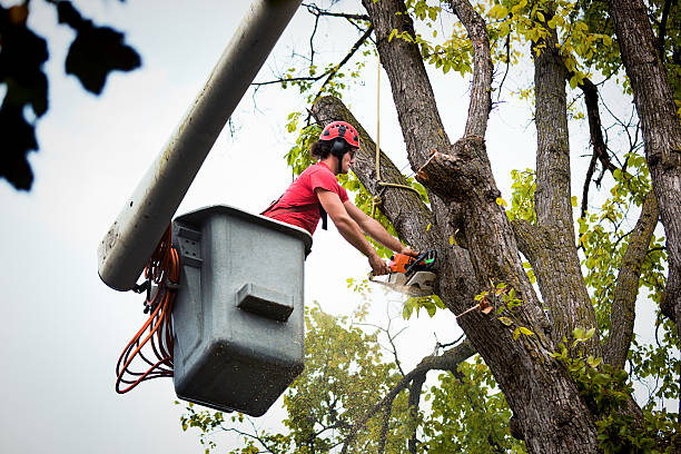 Best Leaf Removal  in Oak Grove, MN